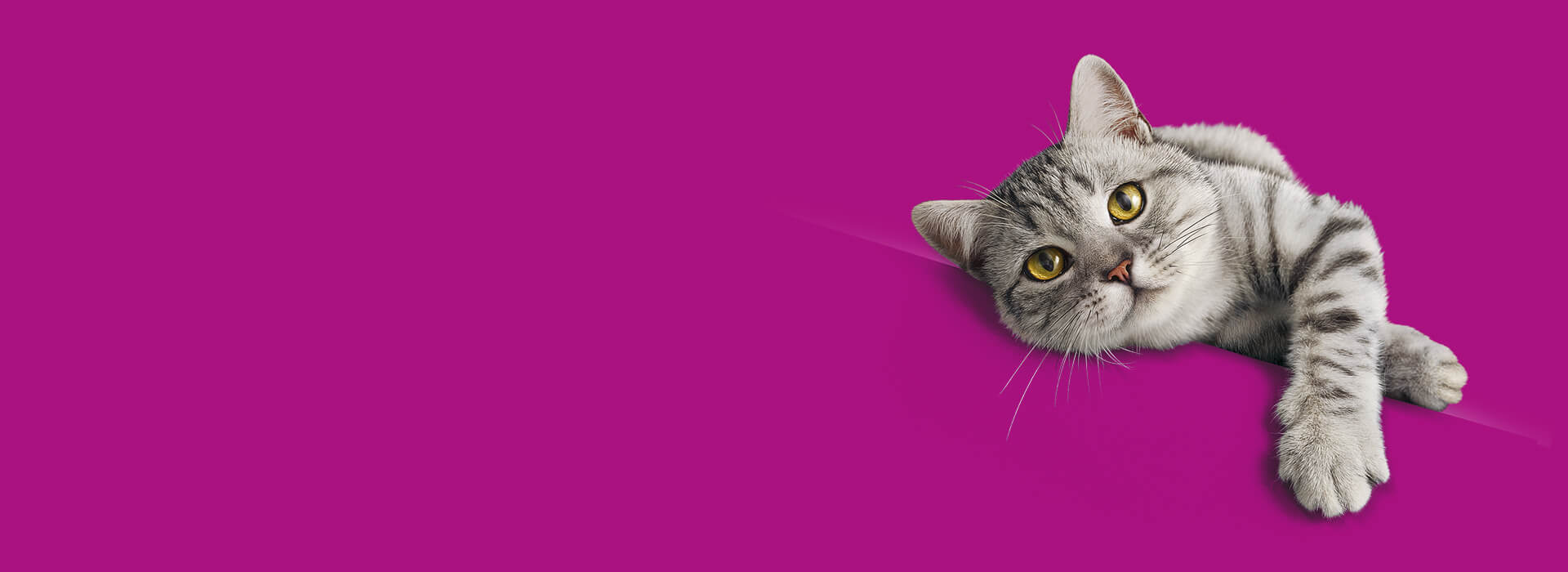 What should a senior cat eat?