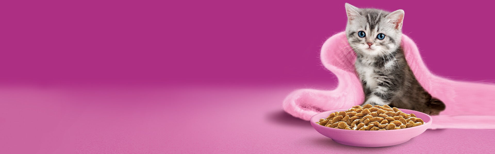home kitten hero