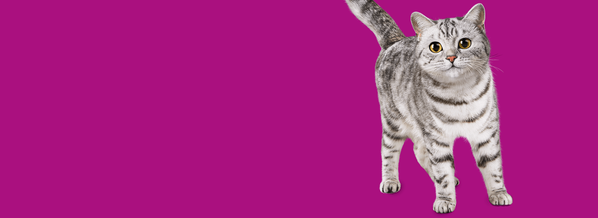 tommie_header