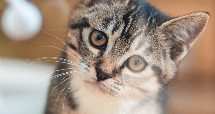 Kitten care guide