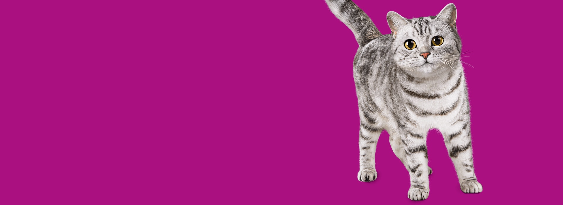 tommie_header