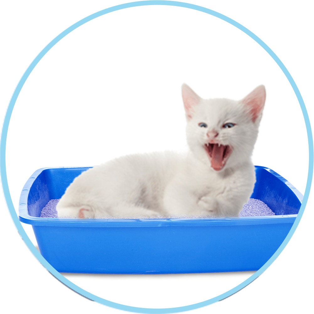 cat icon