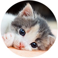 Kitten care