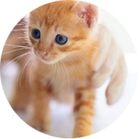 Kitten health