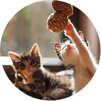 Kittens at play