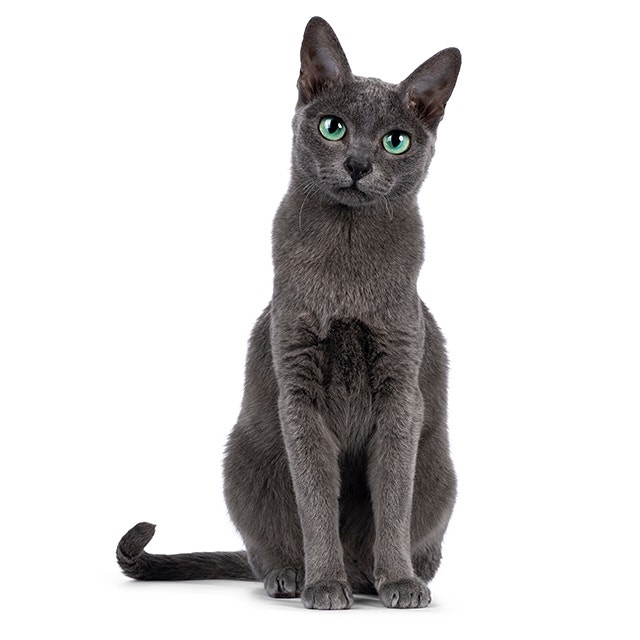 Korat.jpeg