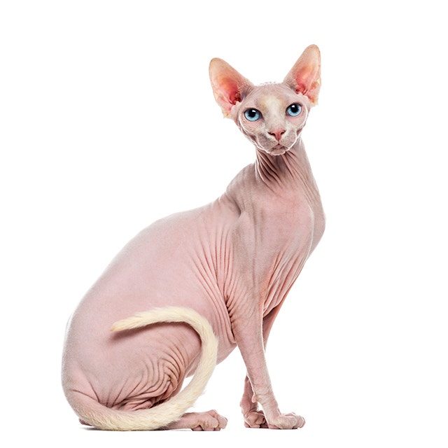 Sphynx.jpeg