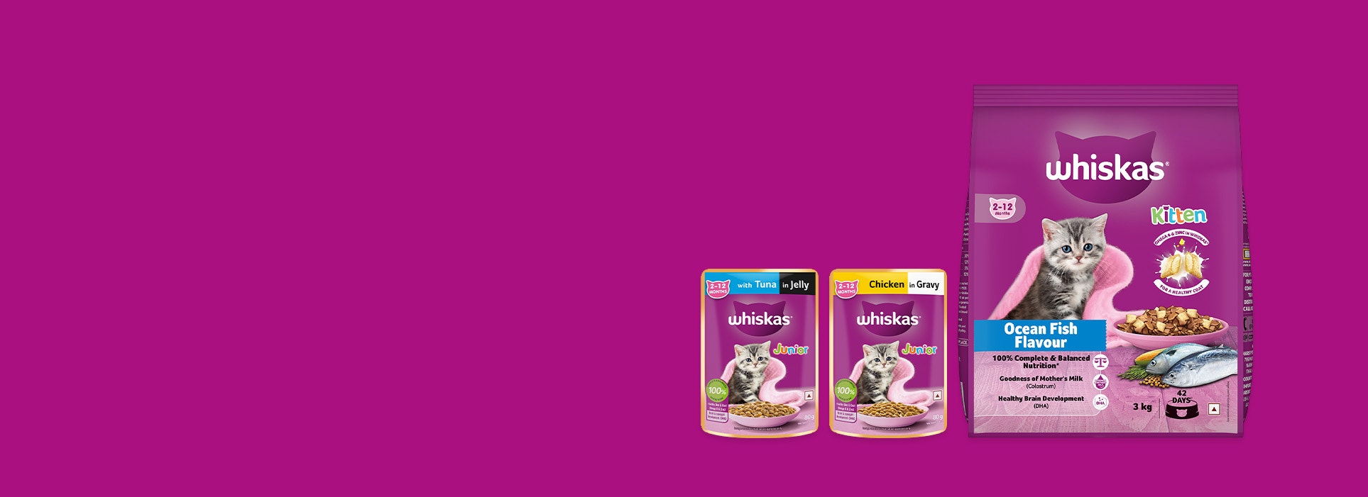 kitten food