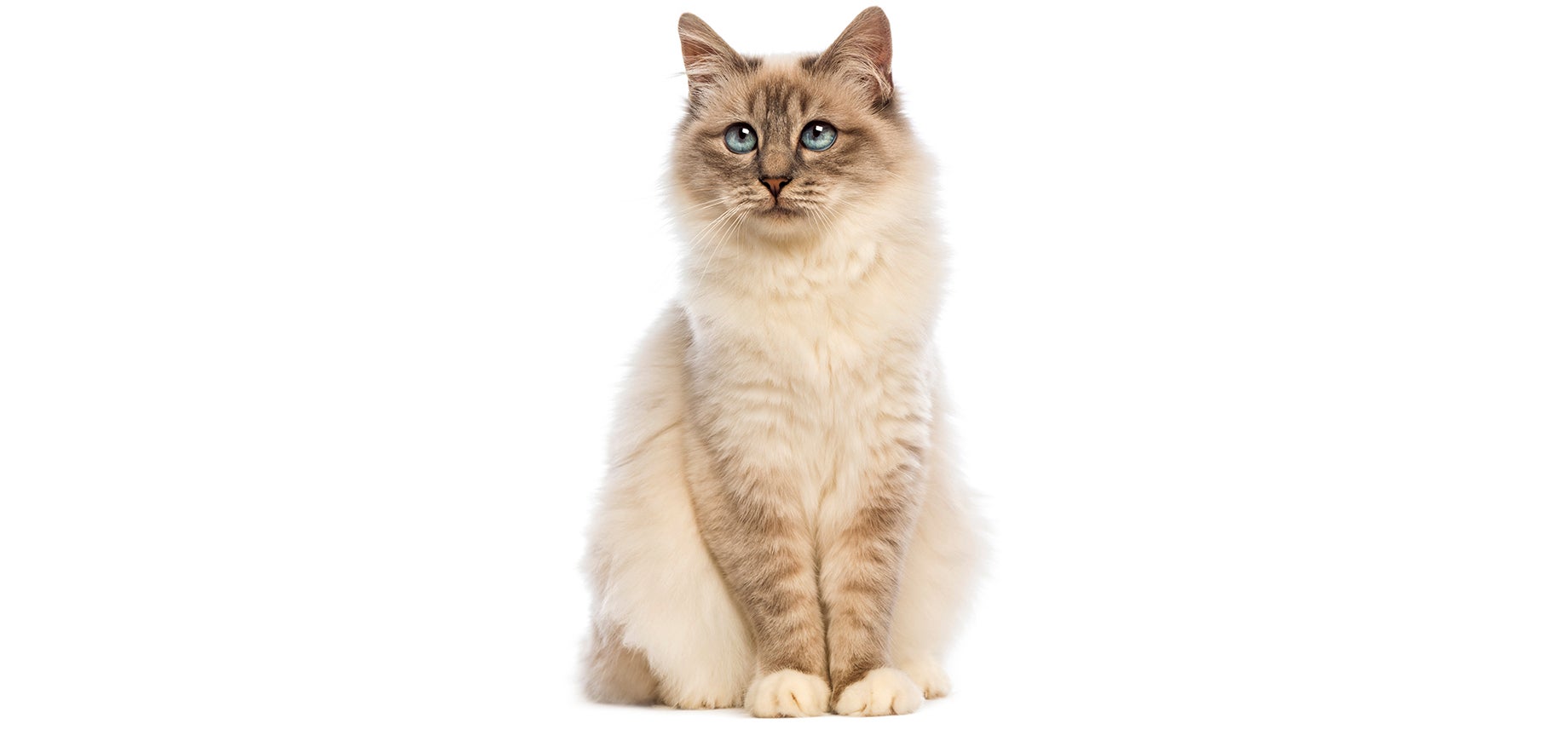 Birman.jpeg