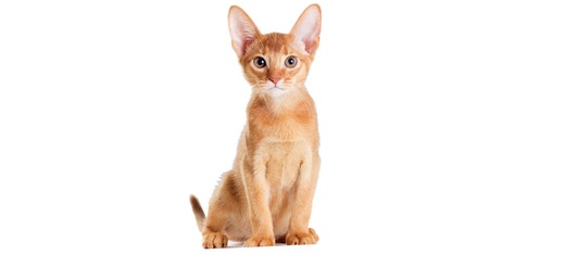 Abyssinian.jpeg