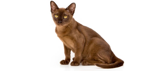 Burmese.jpeg