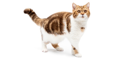Moggie.jpeg