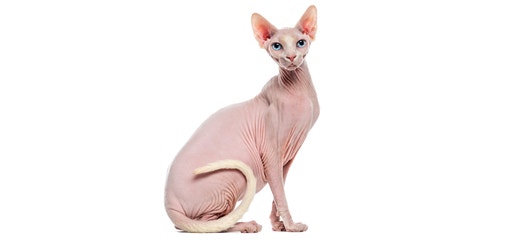 Sphynx.jpeg